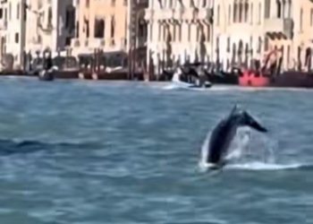 “Mimmo”- delfini i Venezias (video)