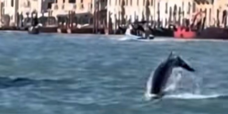 “Mimmo”- delfini i Venezias (video)