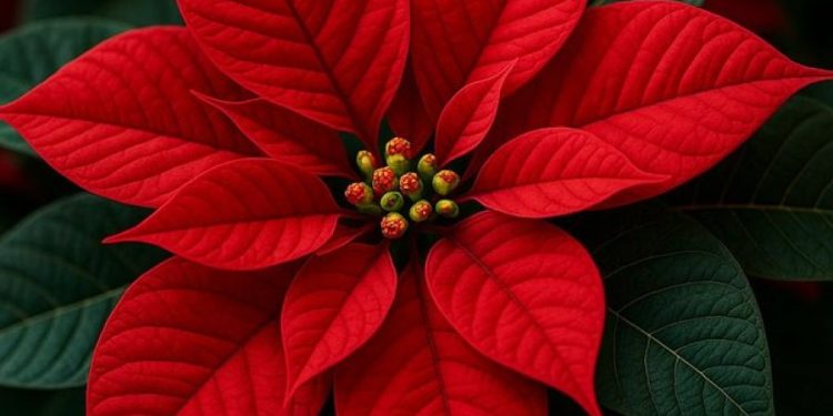 Lulja e Krishtlindjeve/ 5 këshilla për të jetuar gjithë vitin në shtëpinë tuaj