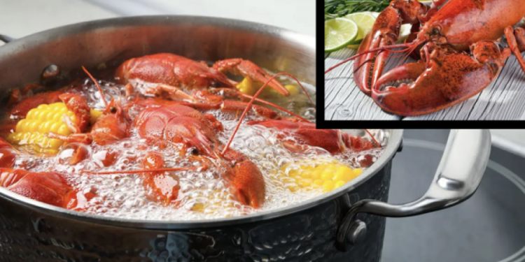 Britani e Madhe: Ndalohet zierja e karavidheve të gjalla si pjesë e masave kundër mizorisë ndaj kafshëve