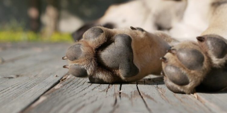 I mbylli gojën qenit me ngjitës dhe e varrosi të gjallë, e pëson rëndë 90-vjeçari, gjobitet me 30 mijë euro