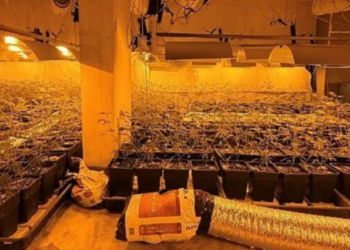 Zbulohet një plantacion kanabisi në Vjenë, arrestohen dy shqiptarë