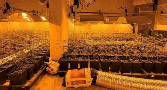 Zbulohet një plantacion kanabisi në Vjenë, arrestohen dy shqiptarë