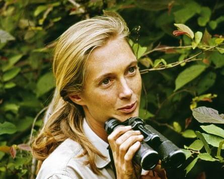 Jane Goodall duke mbajtur dylbi në një pamje nga afër në xhungël
