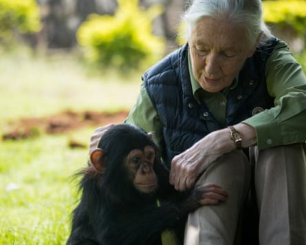 Jane Goodall me një shimpanze