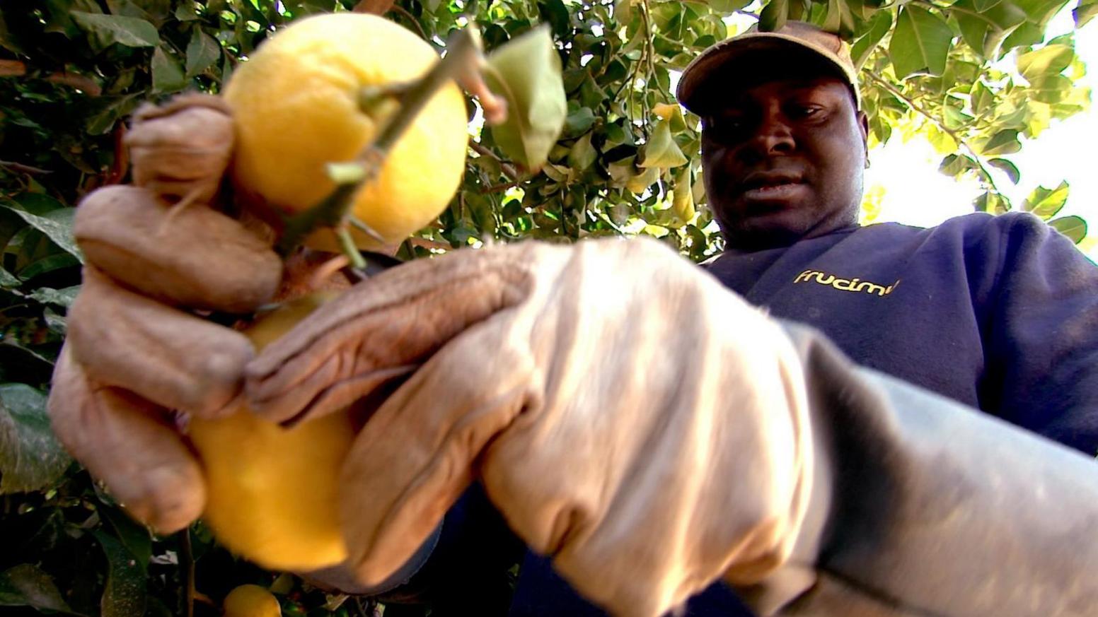 Një punëtor emigrant i dokumentuar duke mbledhur limonë