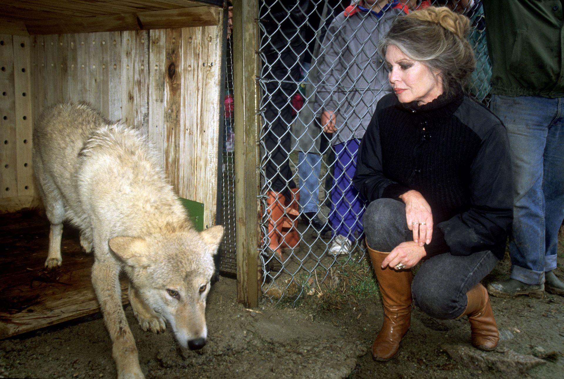 Brigitte Bardot duke vëzhguar një nga 50 ujqërit hungarezë që shpëtoi dhe transferoi në parkun natyror të Gevaudan, Marvejols, Francë.