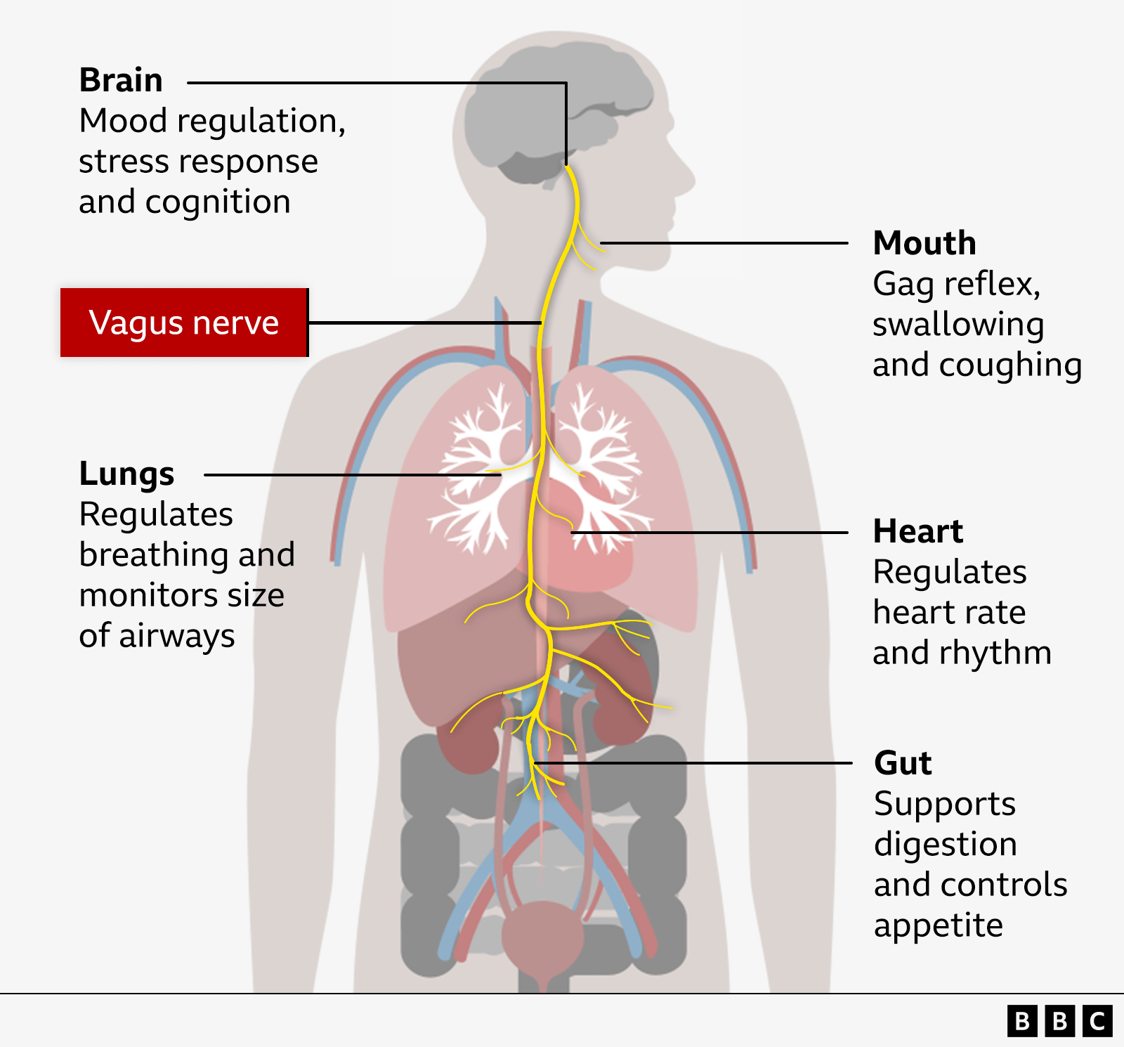 Ilustrimi tregon se si nervi vagus shkon nga truri në organe dhe proceset në të cilat ndihmon, rrahjet e zemrës, frymëmarrjen dhe tretjen.