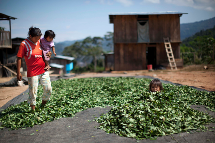 8C9357403-131011-peru-coca-950a