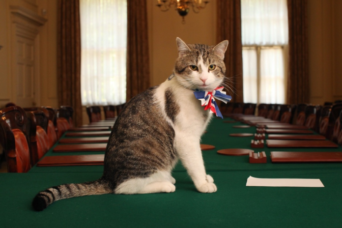 Larry_Chief_Mouser-1
